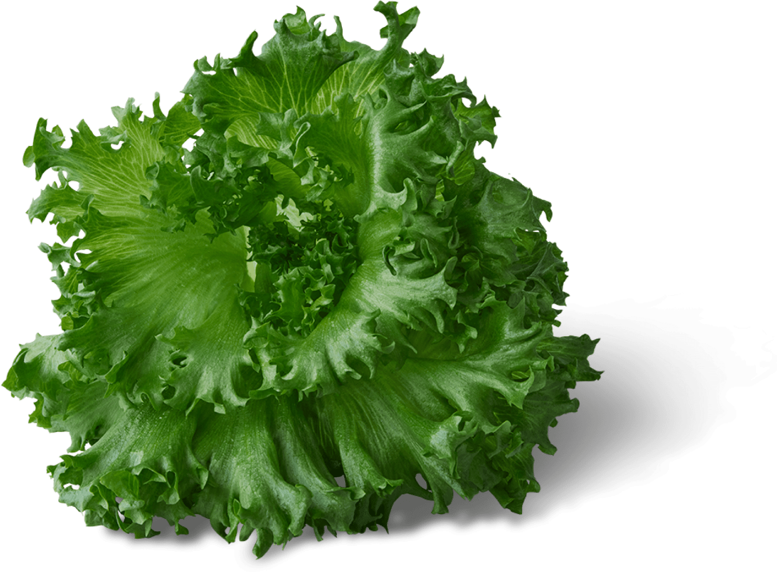 FRILL LETTUCE
