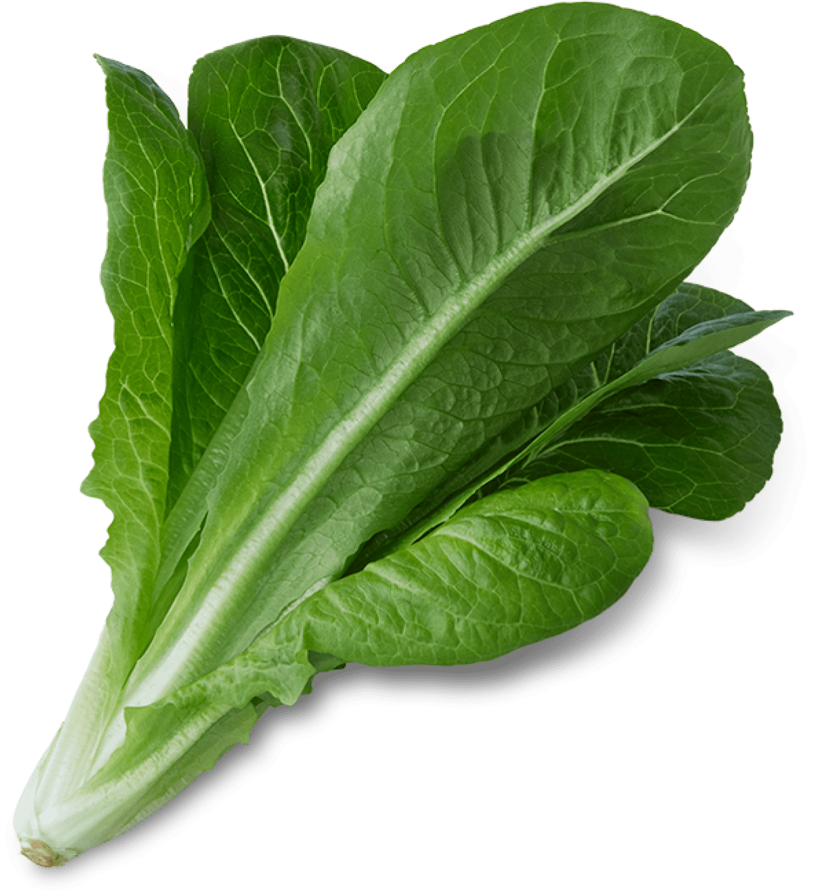 ROMAINE LETTUCE