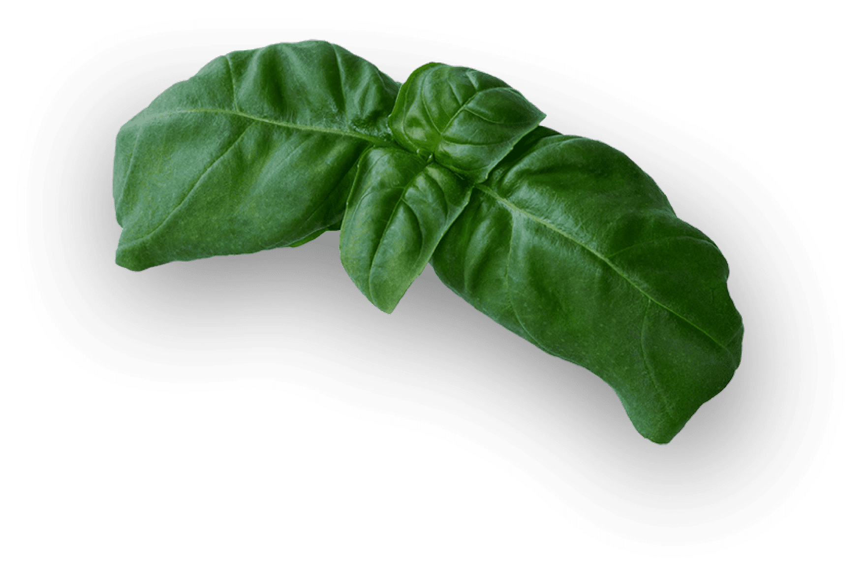BASIL