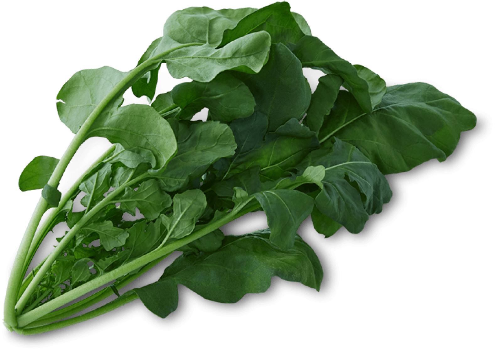 RUCOLA