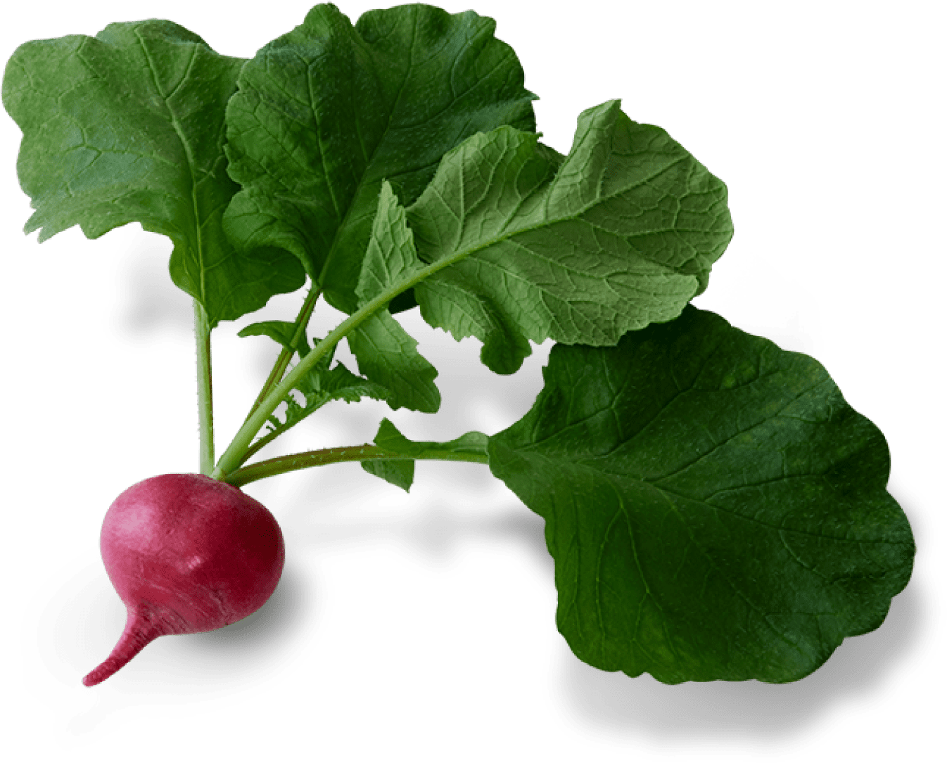 RADISH